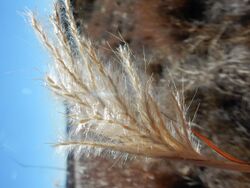 Bothriochloa laguroides ssp. torreyana - silver beardgrass - Flickr - Matt Lavin.jpg
