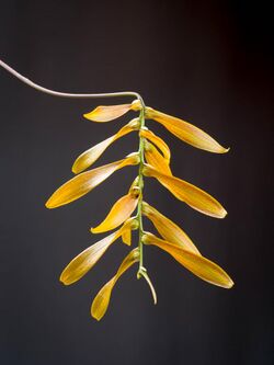 Bulbophyllum tripudians (inflorescence).jpg