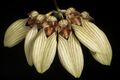 Bulbophyllum venulosum J.J.Verm. & A.L.Lamb, Malesian Orchid J. 1 49 (2008). (51034275983).jpg