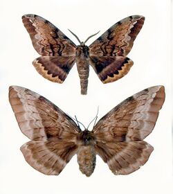 CSIRO ScienceImage 50 Male and Female White Stemmed Gum Moths.jpg