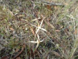 Caladenia microchila 01.jpg