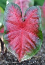 Caladium 'Bombshell' Leaf.JPG