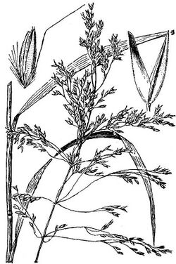 Calamagrostis bolanderi HC-1950.jpg