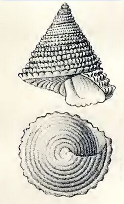 Calliostoma sapidum 001.jpg