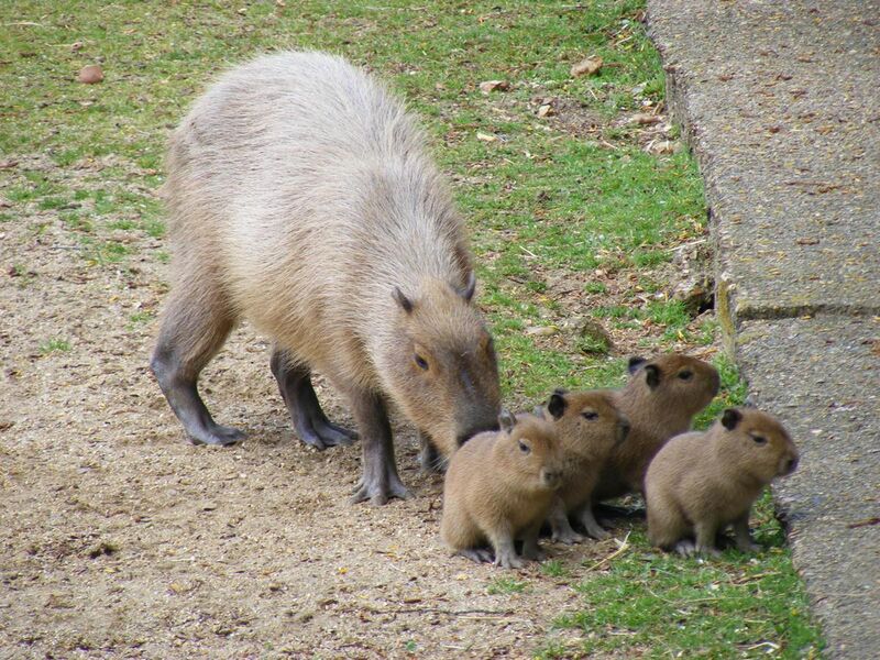 File:Capybara mother with pups.jpg