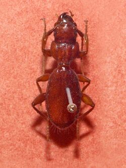 Carabidae - Siagona jenissoni.JPG