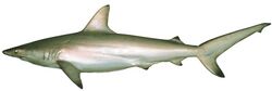 Carcharhinus tilstoni csiro-nfc.jpg