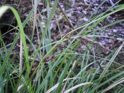 Carex dissita 11.JPG