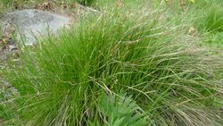 Carex geyeri 1.jpg