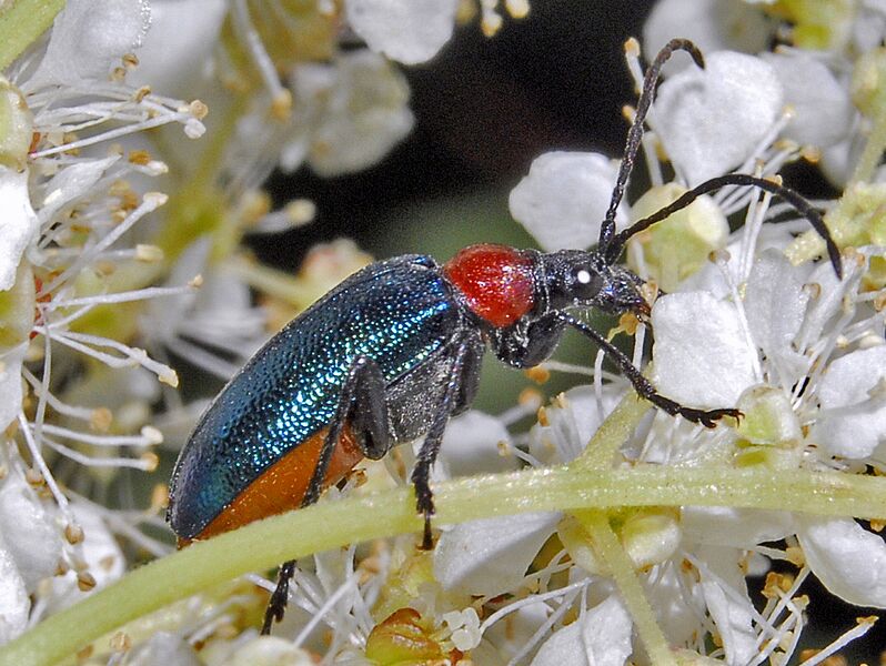 File:Cerambycidae - Gaurotes virginea-000.JPG