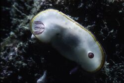 Chromodoris sinensis-5.jpg