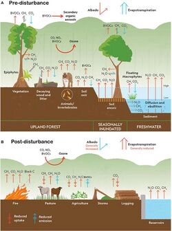 Climate change disturbances of rainforests infographic.jpg