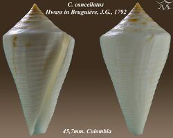 Conus cancellatus 1.jpg