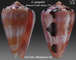 Conus gauguini 2.jpg