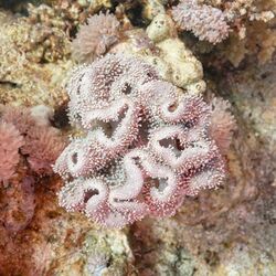 Coral (Sarcophyton glaucum), Ras Katy, Sharm el-Sheij, Egipto, 2022-03-26, DD 113.jpg