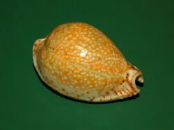 Cypraeidae - Erosaria lamarckii - Zanzibar.JPG