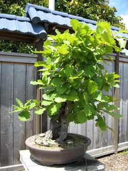 Daimyo Oak.jpg