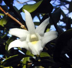Dendrobium crumenatum.jpg