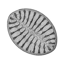 Diatom - Cocconeis sp. - 630x (16703676292).jpg