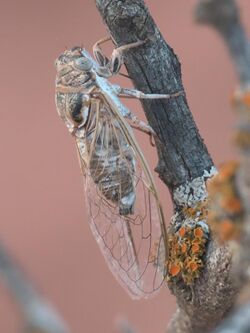 Diceroprocta eugraphica P1290068c.jpg