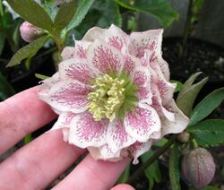 Double white hellebore with pink spotting.JPG