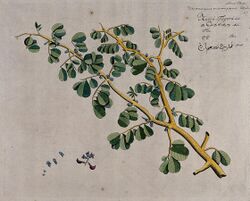 East Indian or Malabar Kino (Pterocarpus marsupium Roxb.); b Wellcome V0042657.jpg