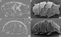 Echiniscus succineus (10.3897-evolsyst.3.33580) Figure 2.jpg