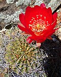 Echinopsis pentlandii (8416378897).jpg
