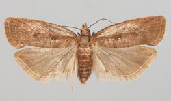 Epinotia sordidana.jpg