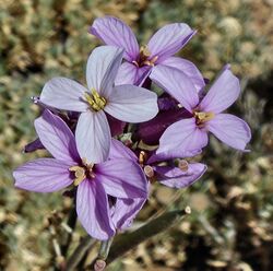 Erysimum scoparium.jpg