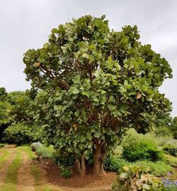 Erythrina latissima07, crop.jpg