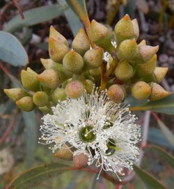 Eucalyptus diversifolia buds.jpg