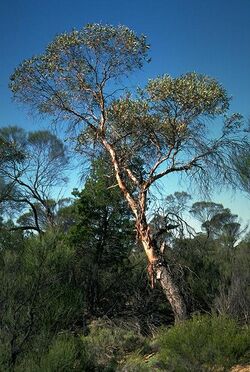 Eucalyptus oldfieldii.jpg