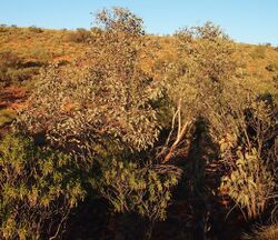 Eucalyptus sessilis.jpg