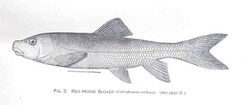 FMIB 34240 Red Horse Sucker (Catostomus ardens).jpeg