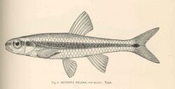 FMIB 39788 Notropis welaka, new species Type.jpeg