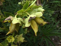 Follicles of Helleborus foetidus.JPG