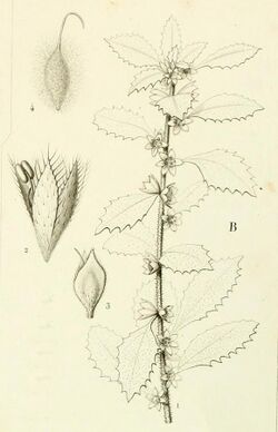 Forskaolea procridifolia cropped.jpg
