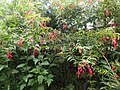Fuchsia hatschbachii - Flickr - peganum (10).jpg