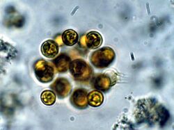Gloeocystis EPA.jpg