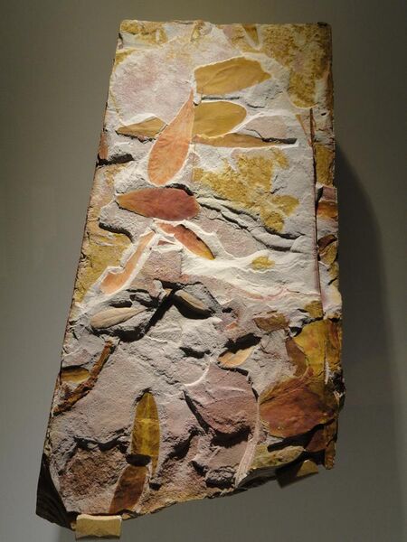 File:Glossopteris sp., seed ferns, Permian - Triassic - Houston Museum of Natural Science - DSC01765.JPG