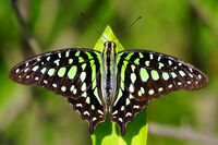 Graphium agamemnon 20131222.jpg