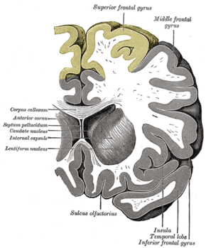 Gray743 superior frontal gyrus.png