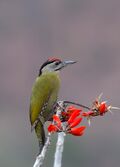 Grey-headed Woodpecker (45084267975).jpg