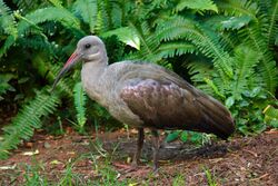 Hadada Ibis.jpg