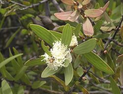 Hakea ambigua.jpg