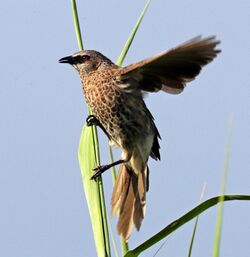 Hartlaub's babbler (Turdoides hartlaubii), crop.jpg