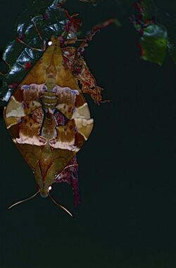 Hawkmoths (Angonyx papuana) mating (9710745667).jpg