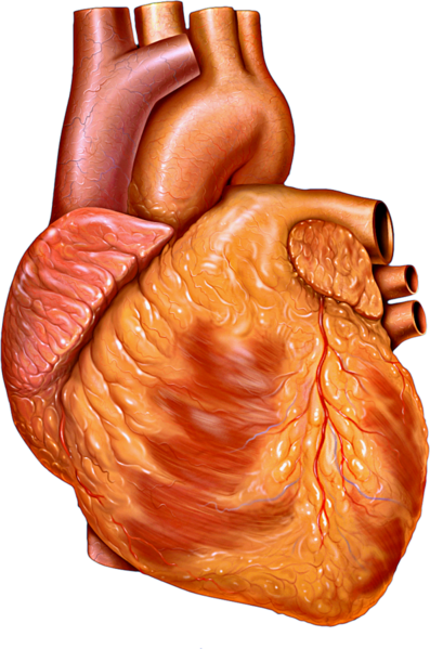 File:Heart anterior exterior view.png
