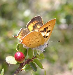 Hermes copper butterfly (5559012176).jpg